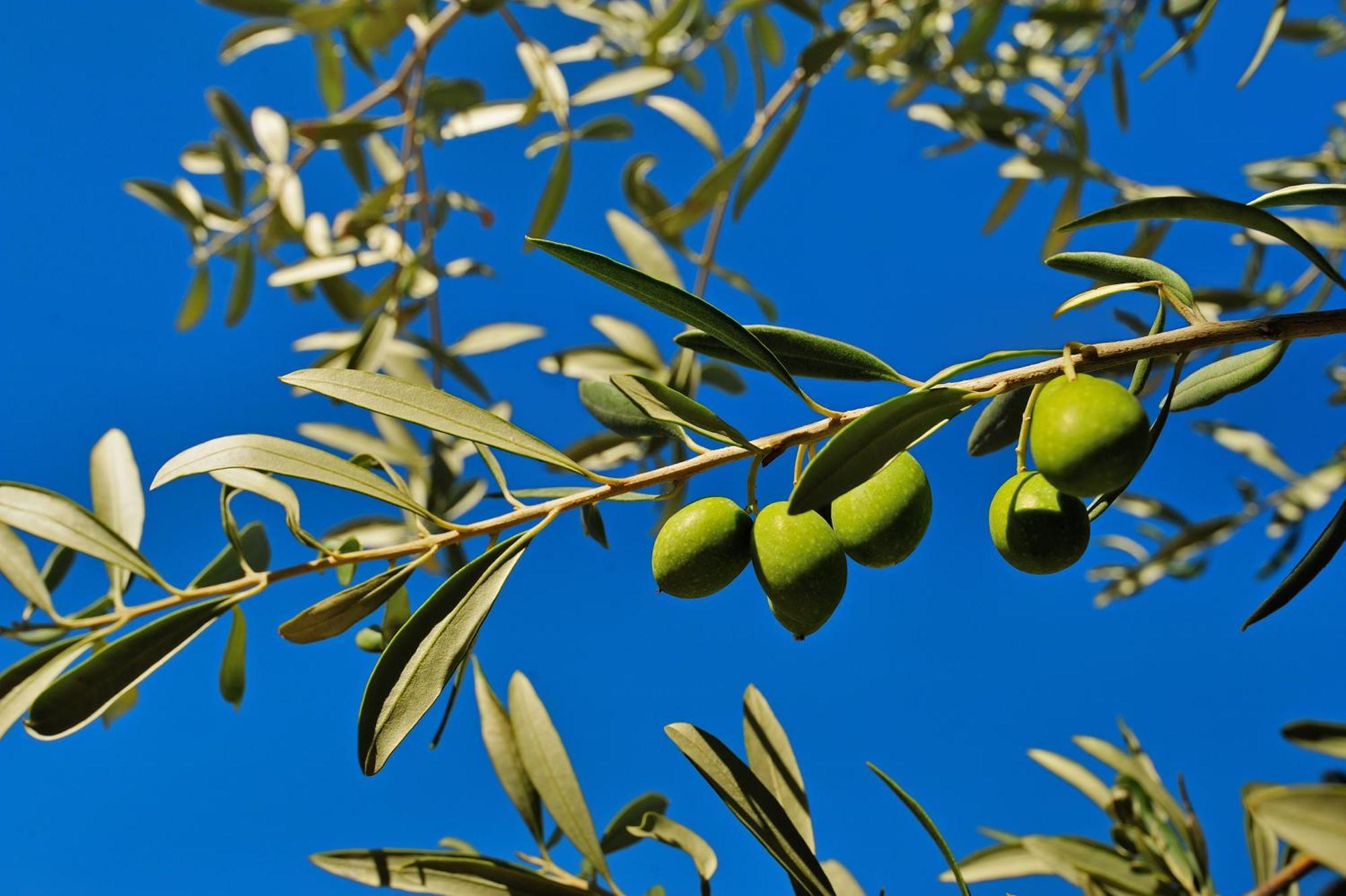 Kallikoros Country & Spa Noto
